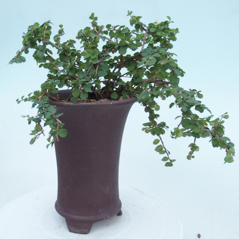 Bonsái de habitación - Grewia sp. - Grewia malafolia