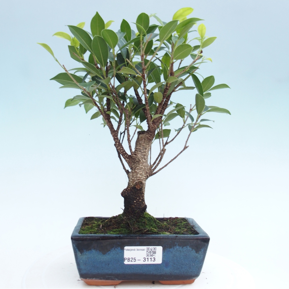 Bonsái de habitación - Ficus retusa - ficus de hoja pequeña