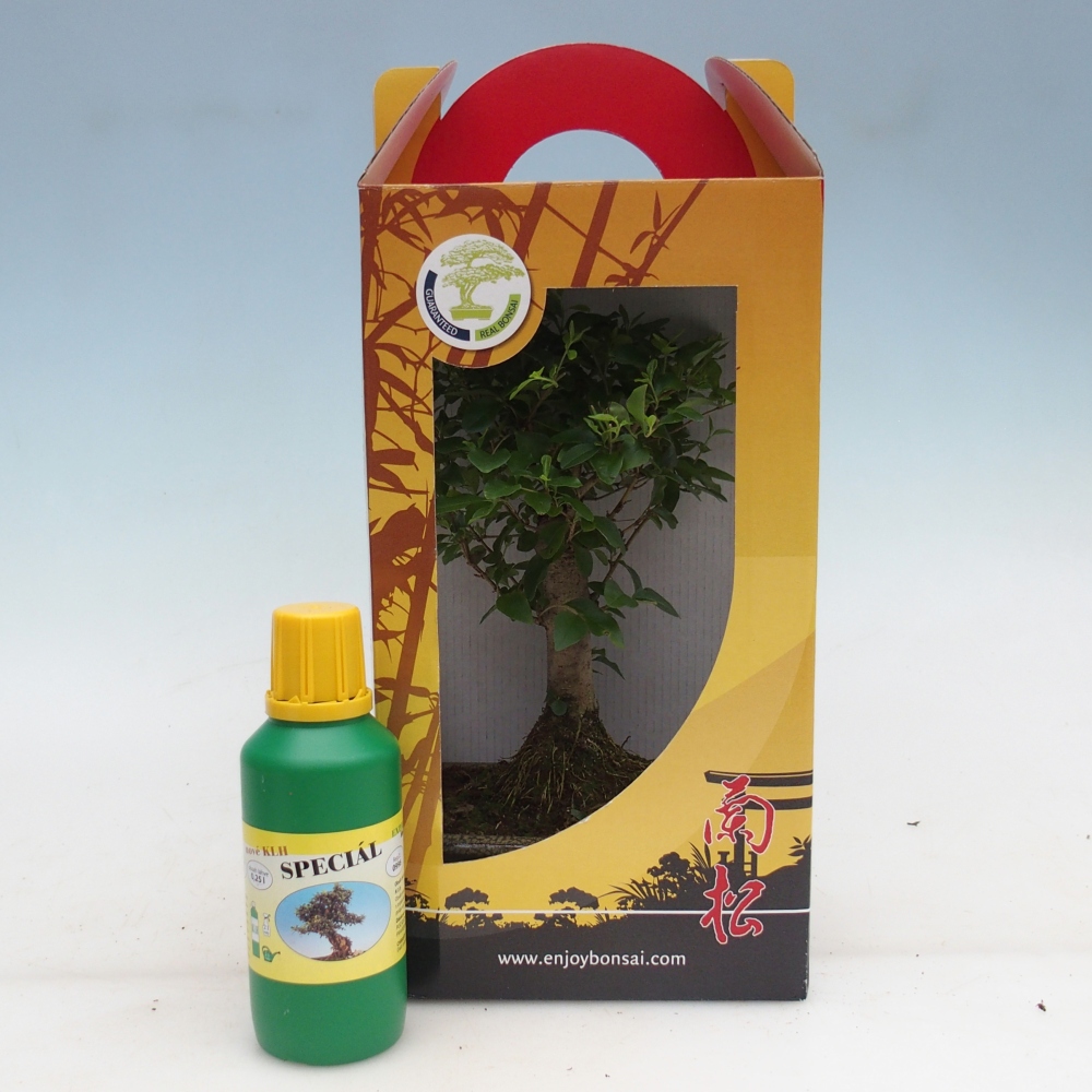 Bonsái de habitación en caja de regalo Ligustrum chinensis - Pico de pájaro