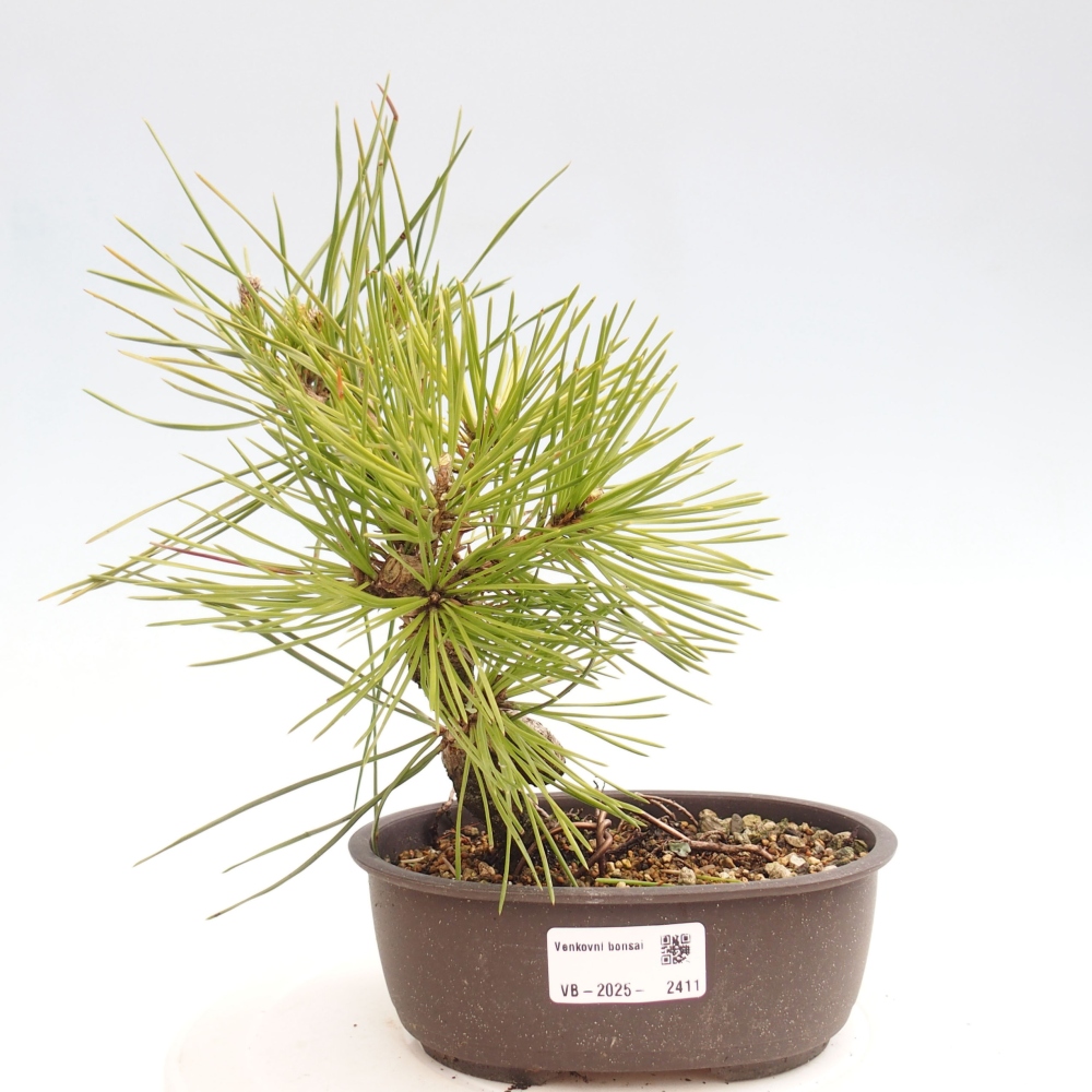 Bonsái de exterior - Pinus thunbergii - Pino Thunberg
