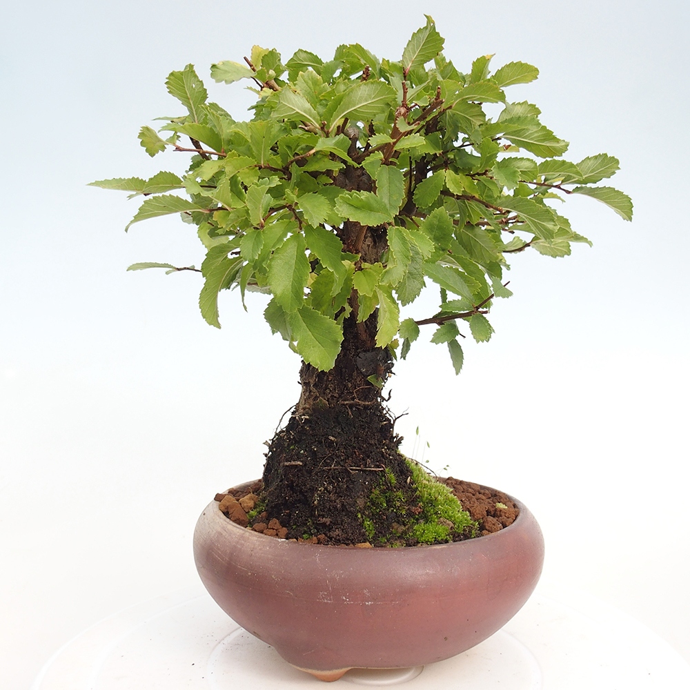 Bonsai de exterior - Zelkova - Zelkova NIRE