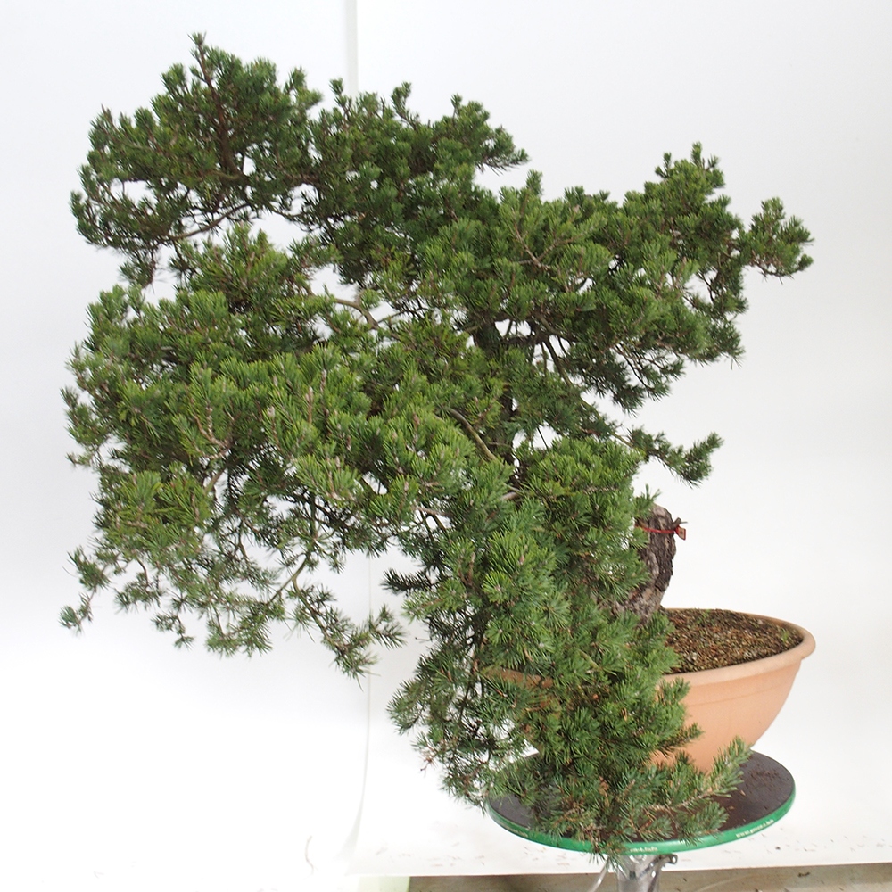 Yamadori - Pinus sylvestris España