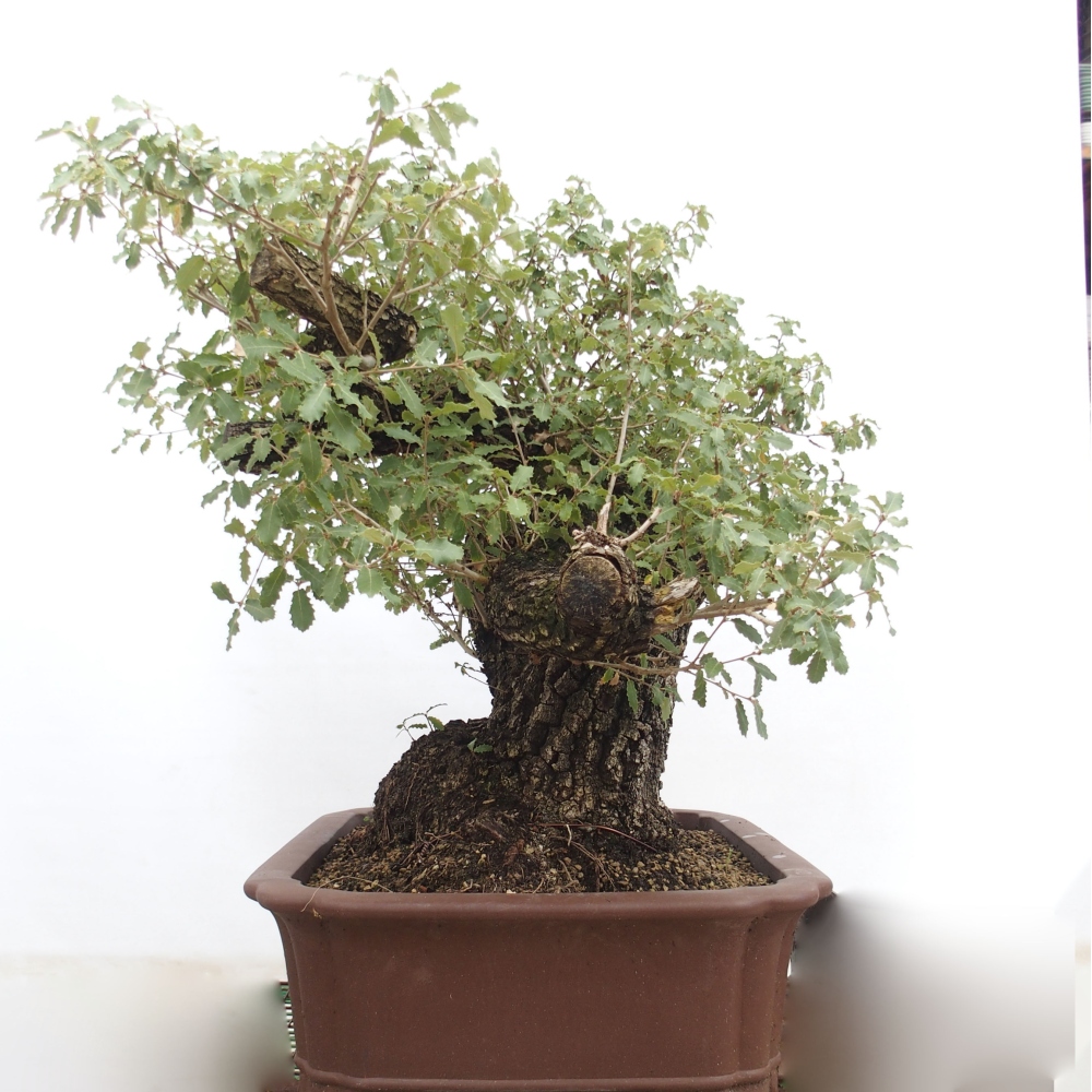 Yamadori - Quercus Ilex - Acebo de encina