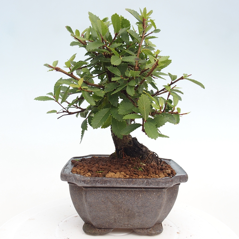 Bonsai de exterior - Zelkova - Zelkova NIRE