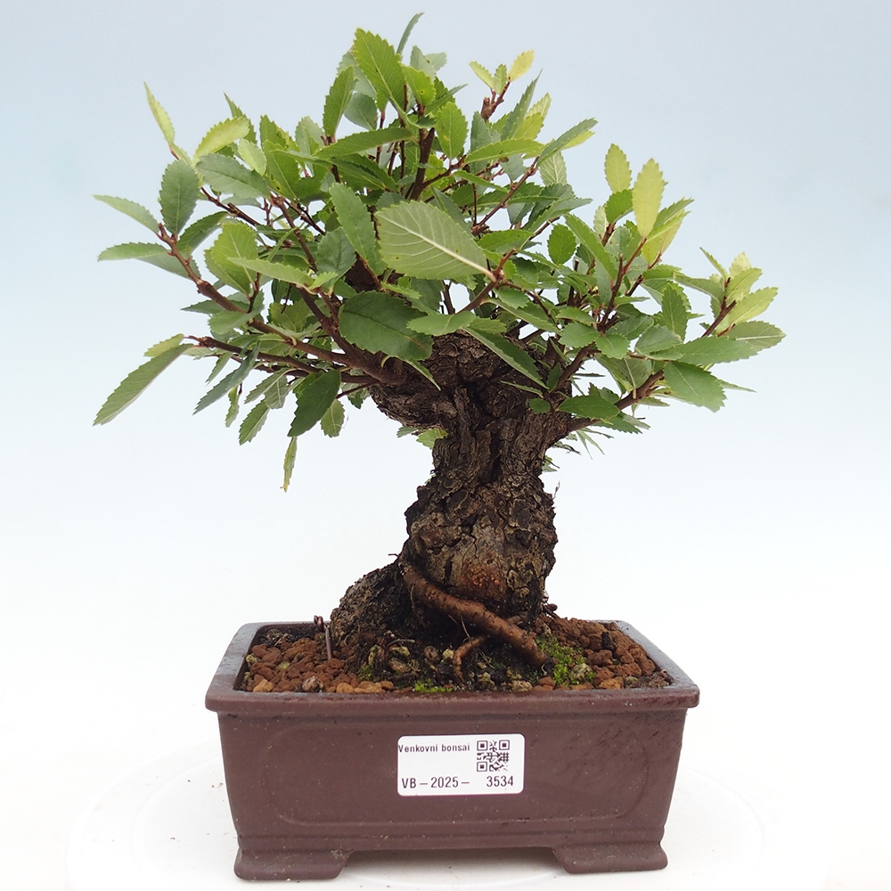 Bonsai de exterior - Zelkova - Zelkova NIRE