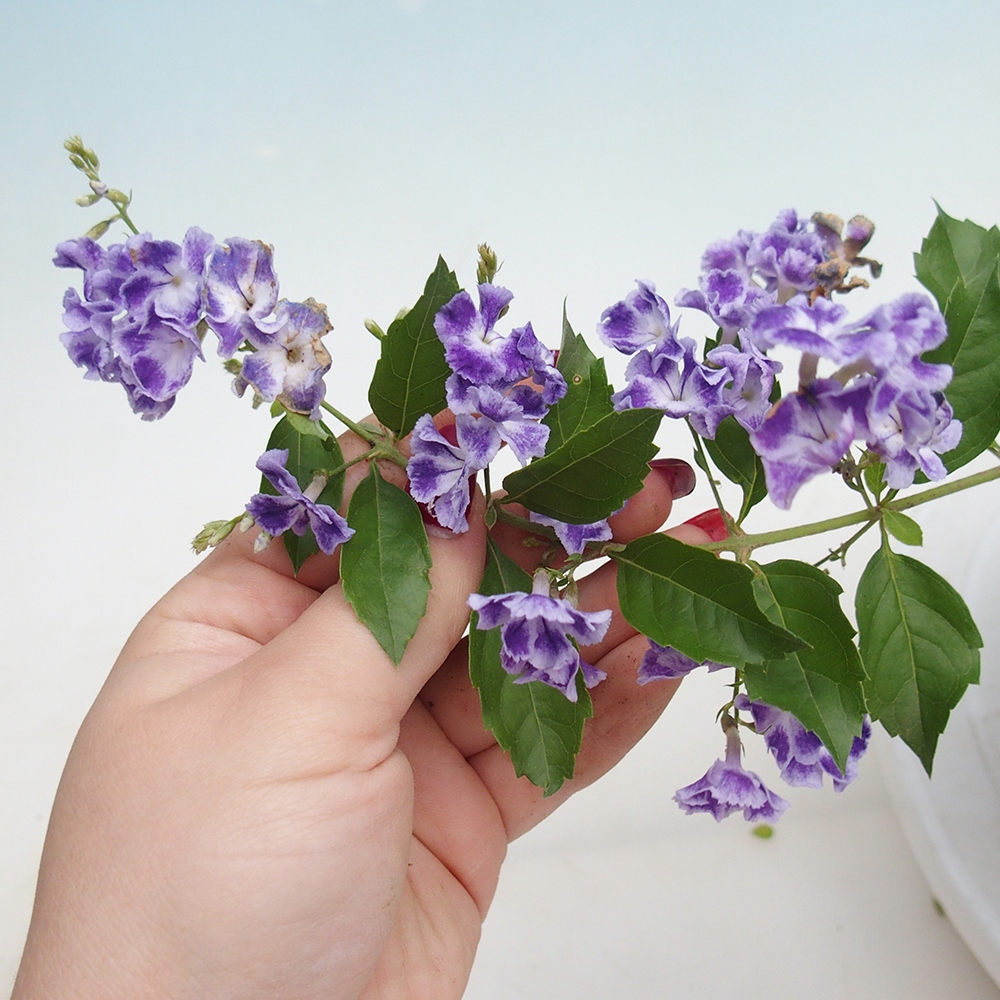 Bonsái de habitación - Duranta repens -Duranta
