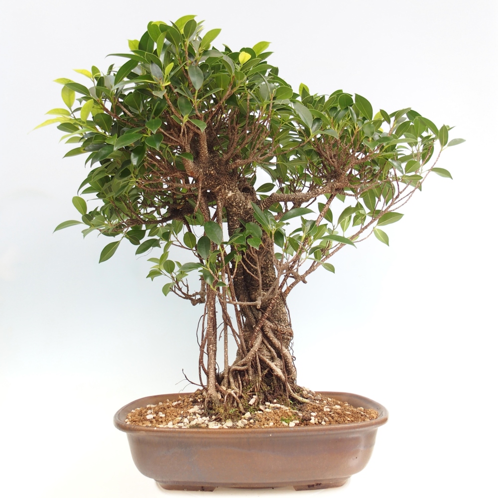 Bonsái de habitación - Ficus kimmen - ficus de hoja pequeña - SOLO RECOGIDA PERSONAL o transporte en palet