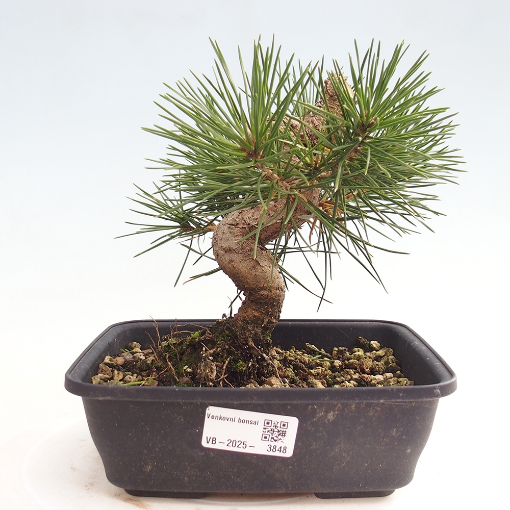 Bonsái de exterior - Pinus thunbergii - Pino Thunberg