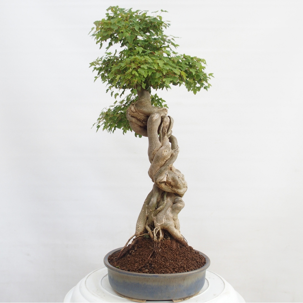 Bonsai de exterior - Acer Buergerianum - Arce hamburgués