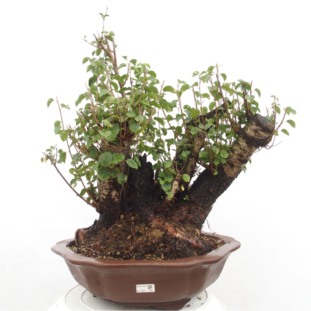 Bonsai de exterior - Mahalebka - Prunus mahaleb