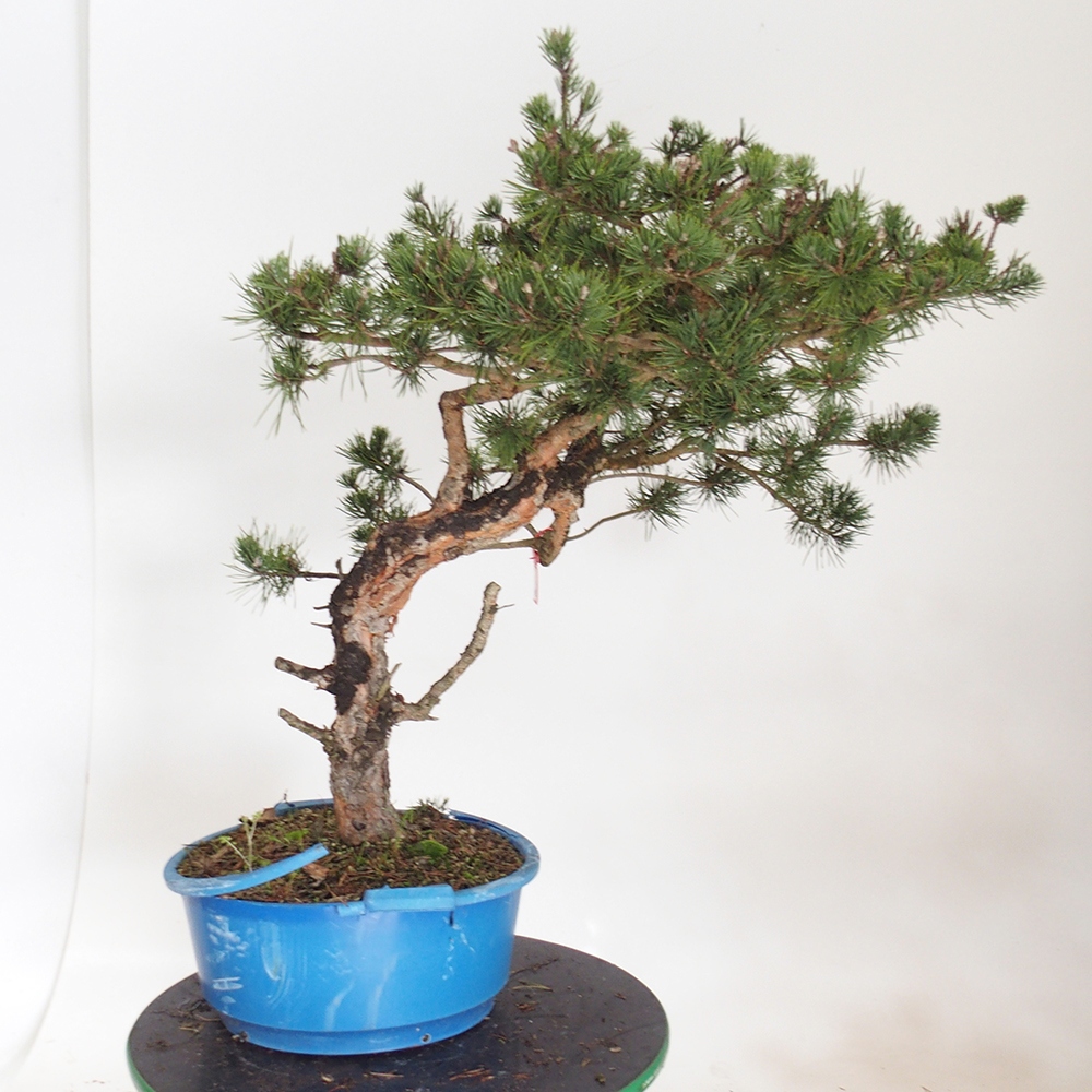 Yamadori - Pinus sylvestris España