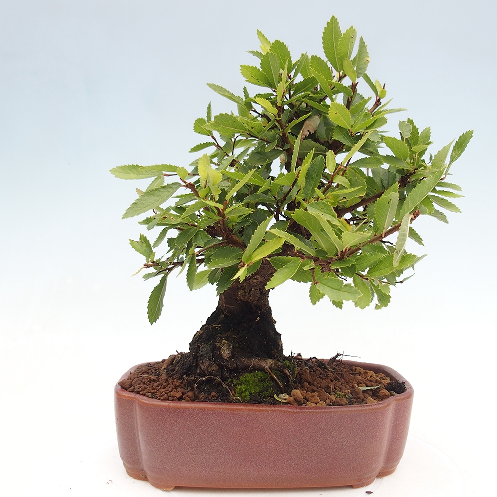 Bonsai de exterior - Zelkova - Zelkova NIRE