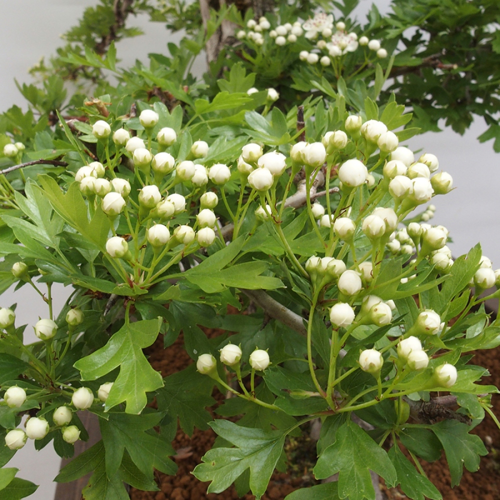 Bonsái de exterior - Espino blanco - Crataegus monogyna
