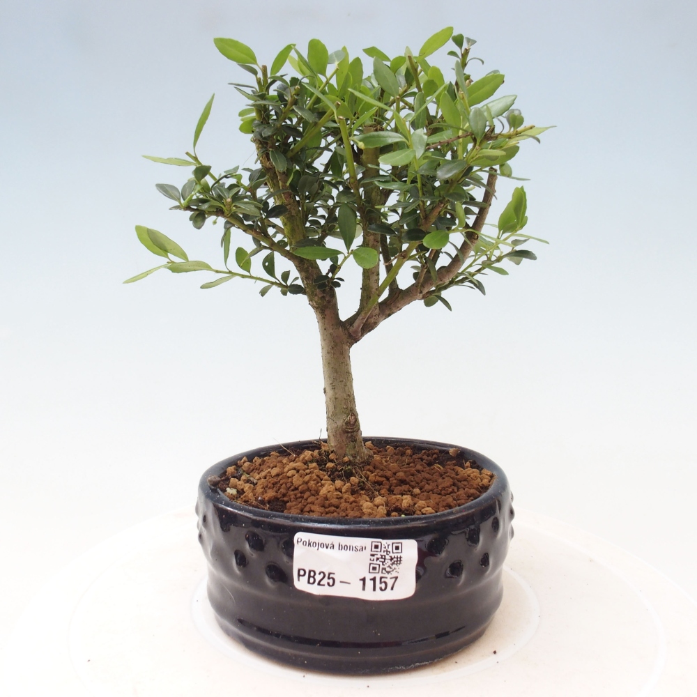Bonsái de habitación - Ilex crenata - Acebo