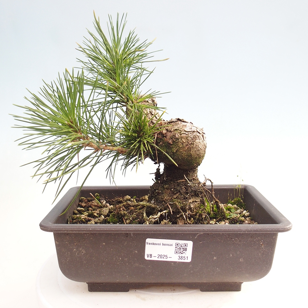 Bonsái de exterior - Pinus thunbergii - Pino Thunberg