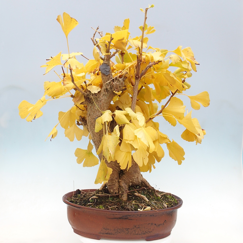 Bonsai de exterior - Ginkgo biloba - Ginkgo biloba