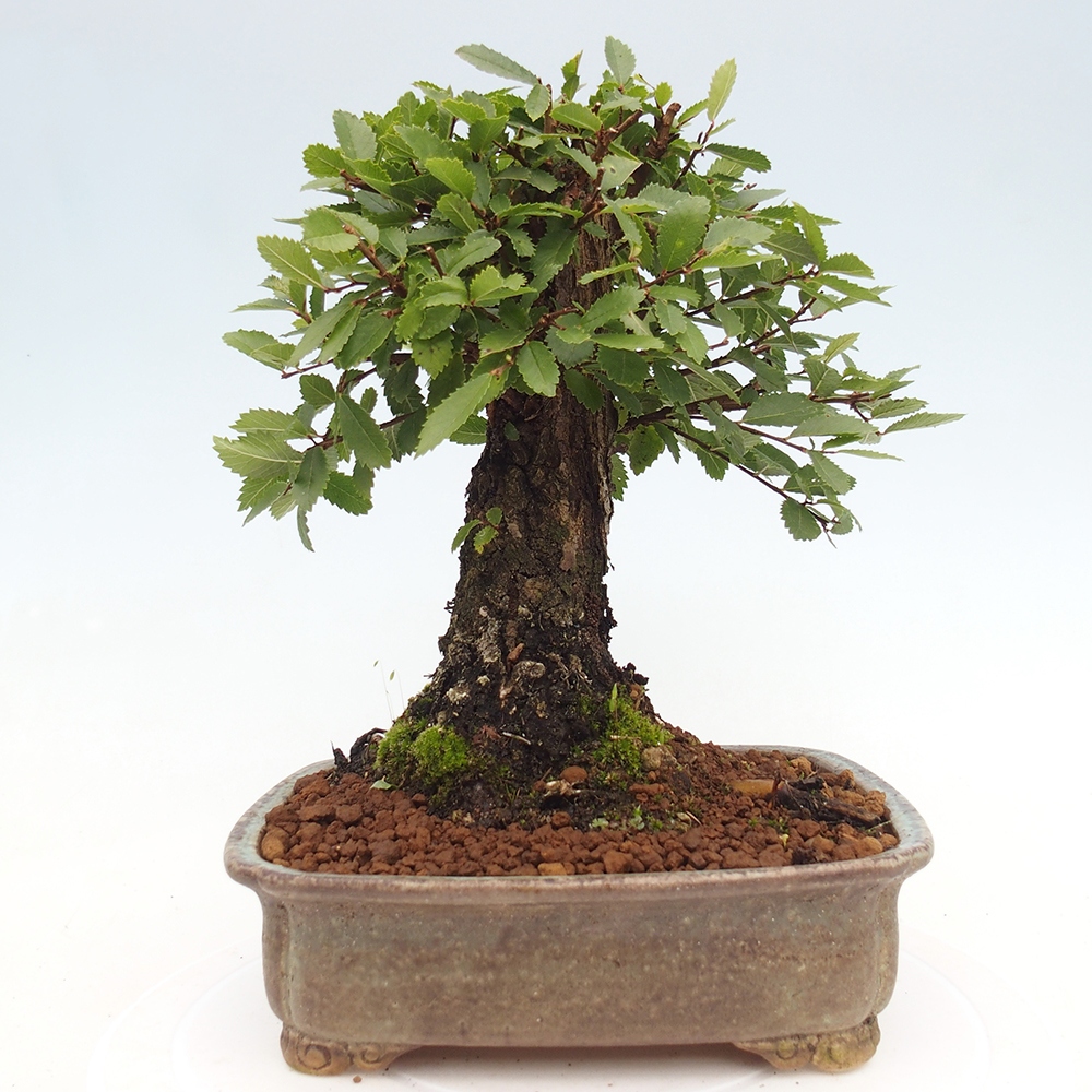 Bonsai de exterior - Zelkova - Zelkova NIRE