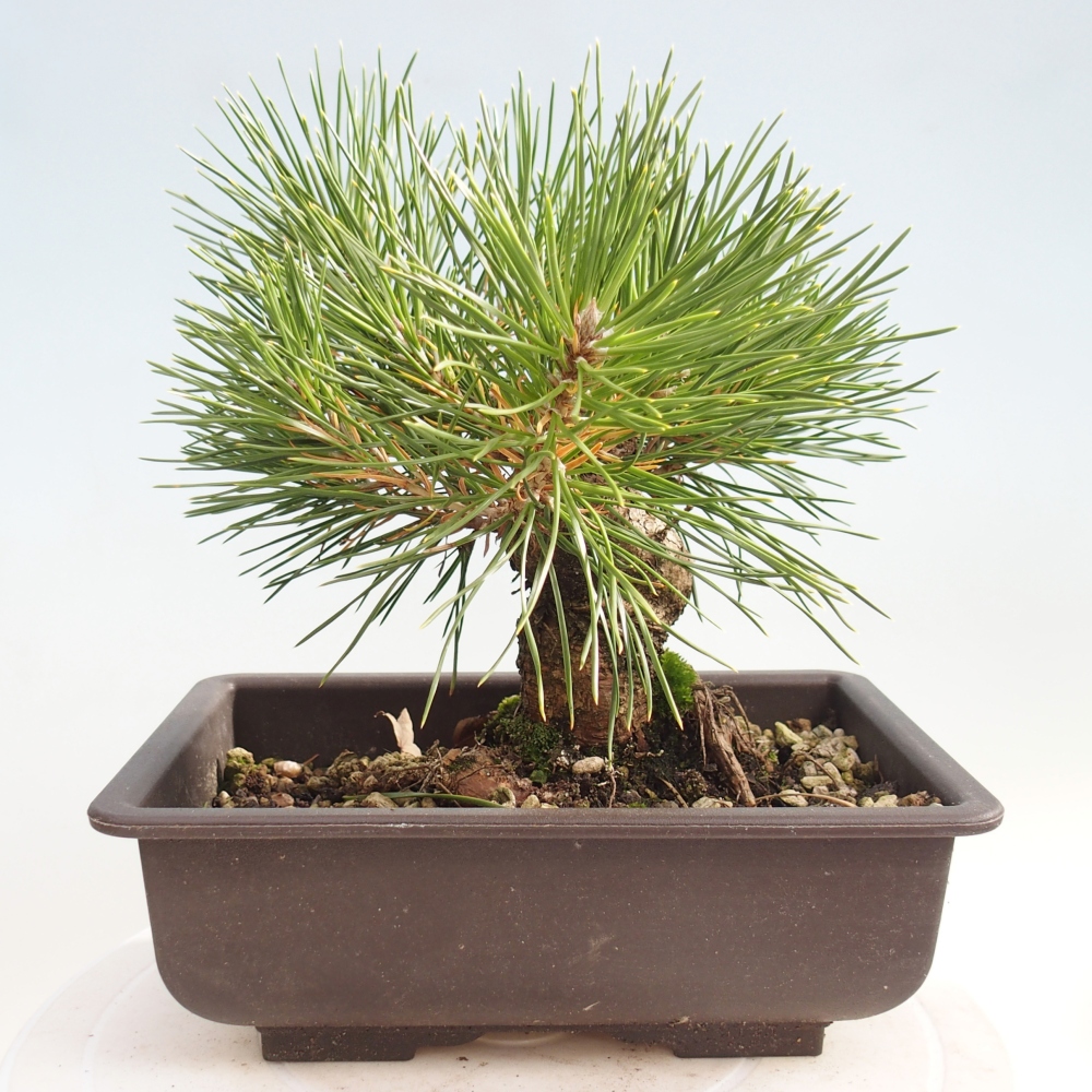 Bonsái de exterior - Pinus thunbergii - Pino Thunberg