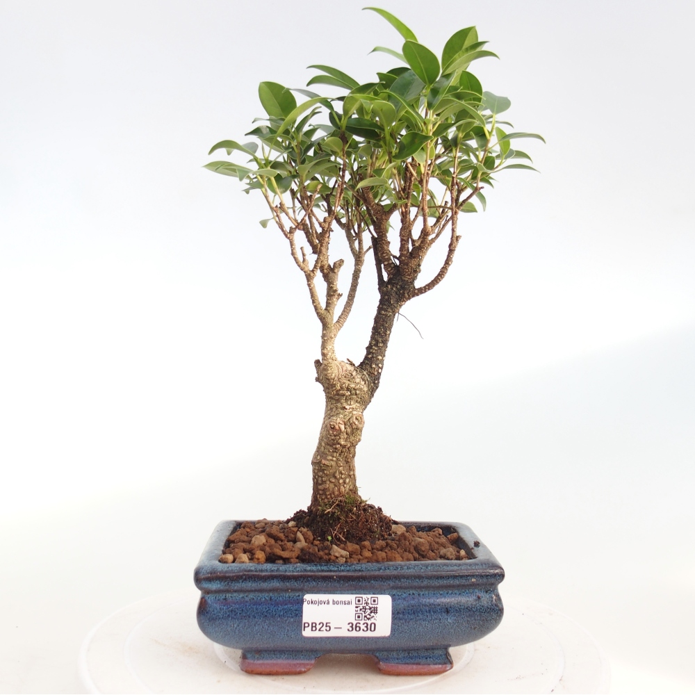 Bonsái de habitación - Ficus retusa - ficus de hoja pequeña