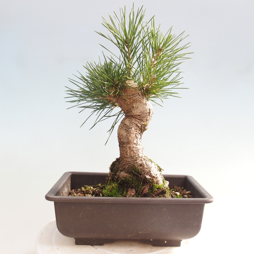 Bonsái de exterior - Pinus thunbergii - Pino Thunberg