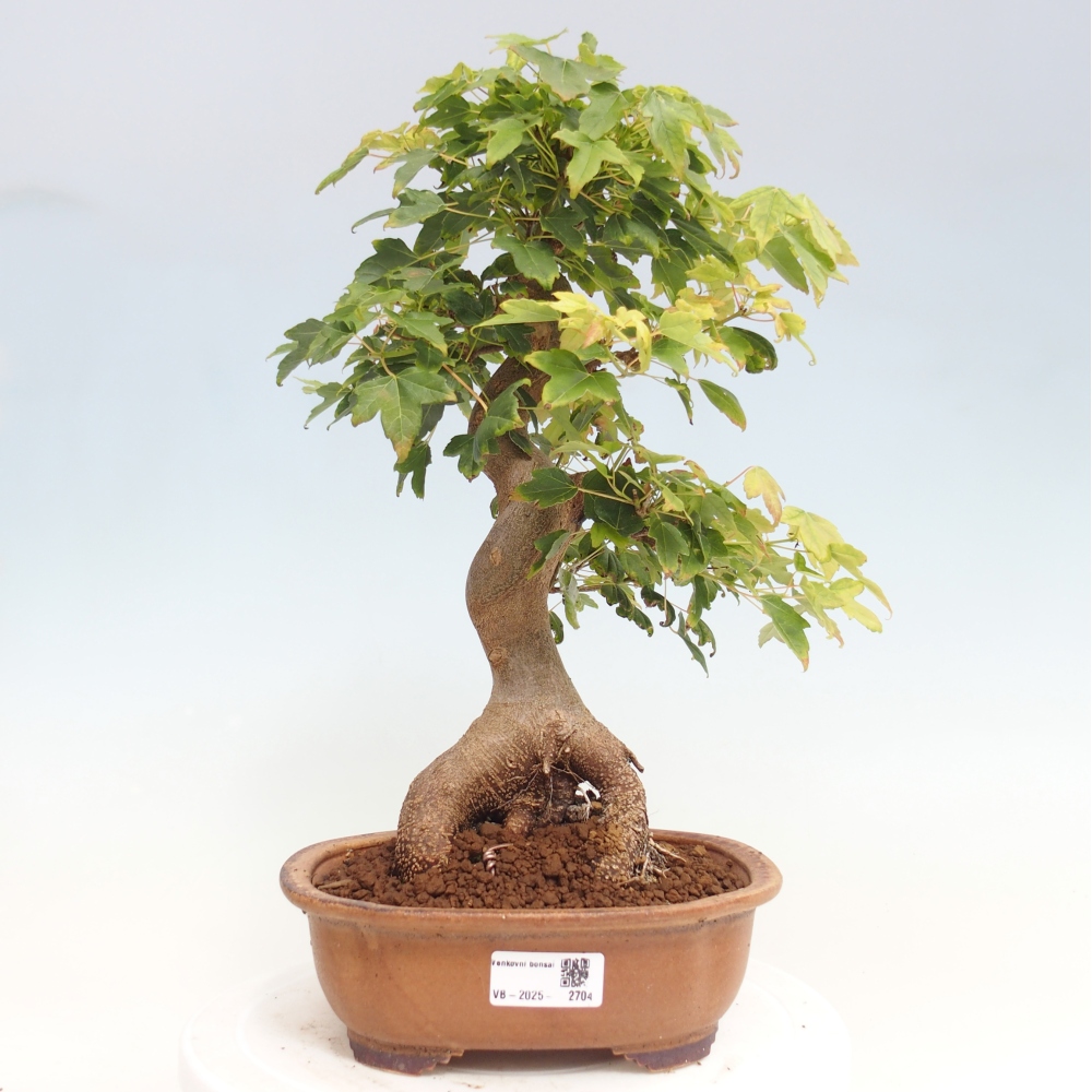 Bonsai de exterior - Acer Buergerianum - Arce hamburgués