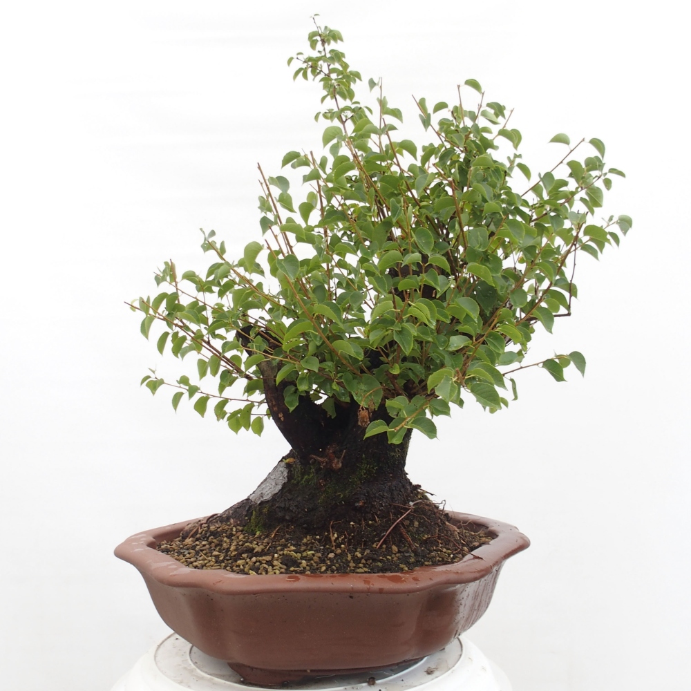 Bonsai de exterior - Mahalebka - Prunus mahaleb