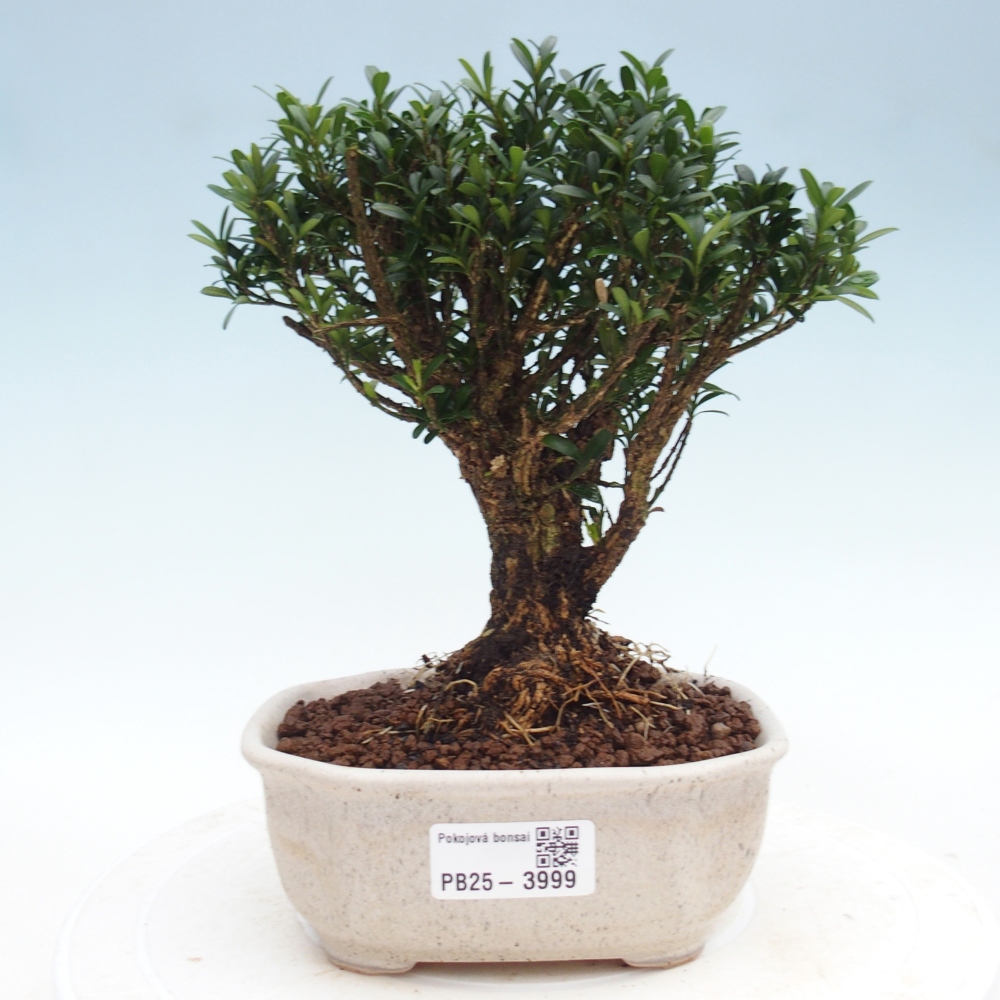 Bonsái de habitación - Buxus harlandii - buxus de corcho