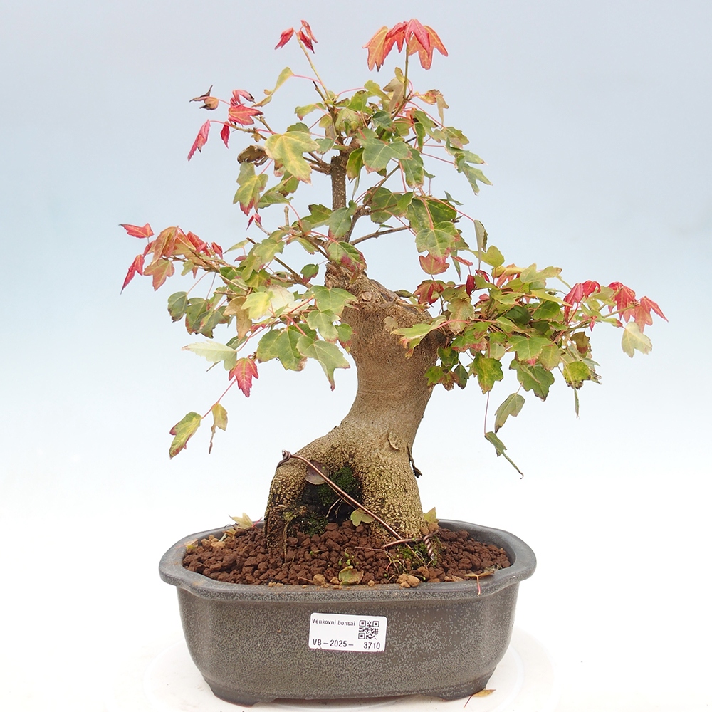 Bonsai de exterior - Acer Buergerianum - Arce hamburgués