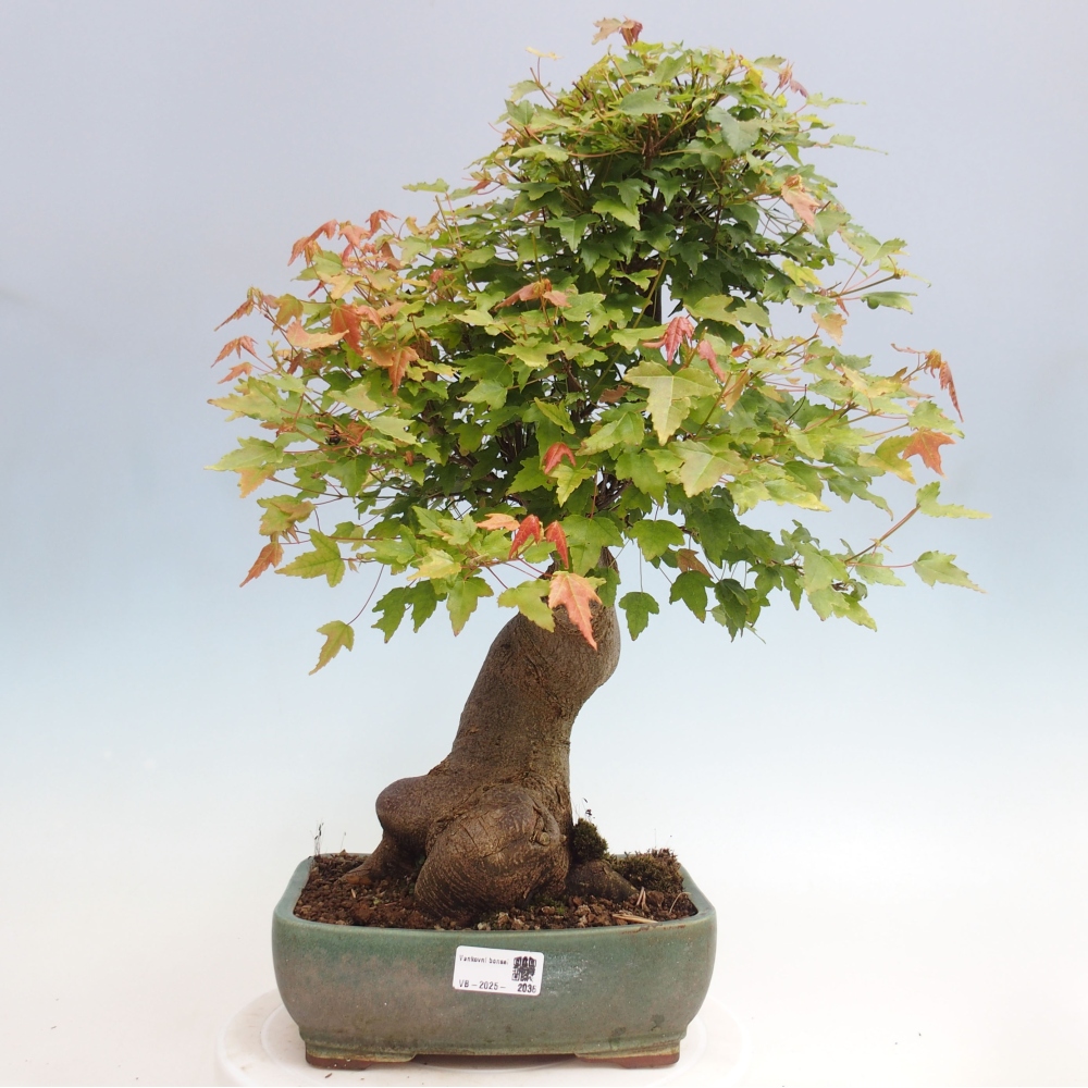Bonsai de exterior - Acer Buergerianum - Arce hamburgués