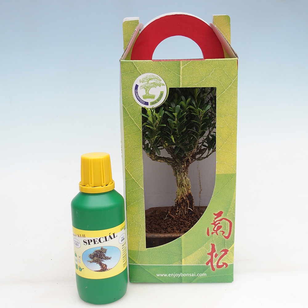 Bonsái de habitación en caja de regalo Buxus harlandii - buxus de corcho