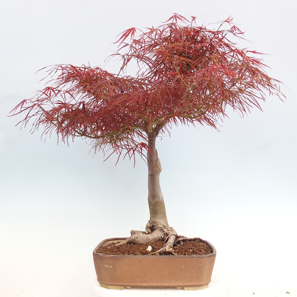 Bonsai de exterior - Acer palmatum RED PYGMY