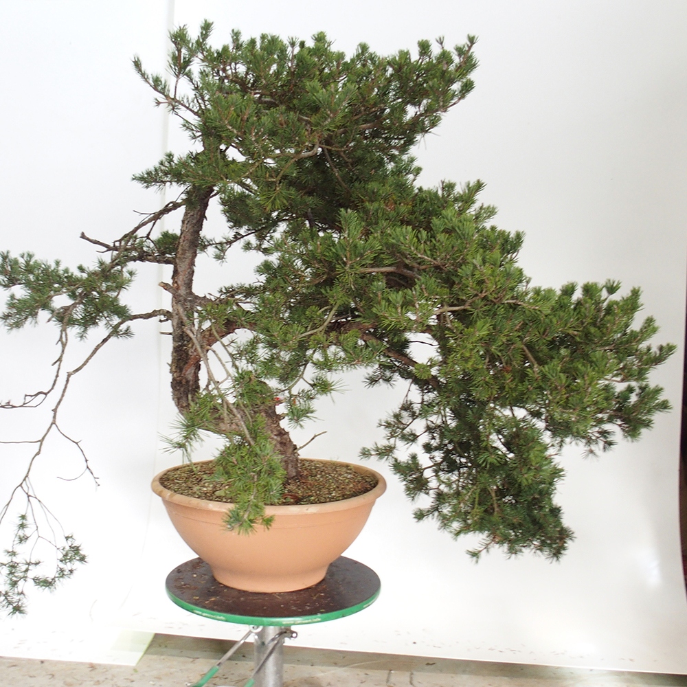 Yamadori - Pinus sylvestris España