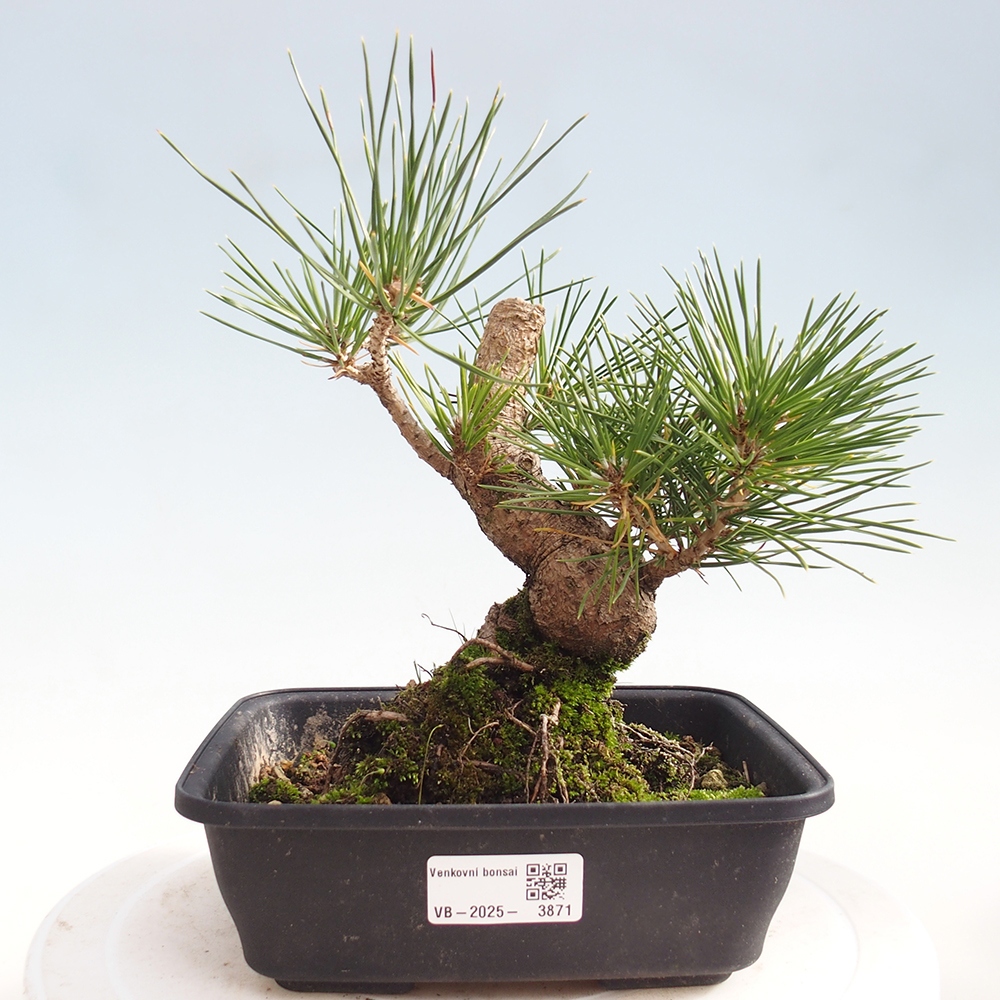 Bonsái de exterior - Pinus thunbergii - Pino Thunberg