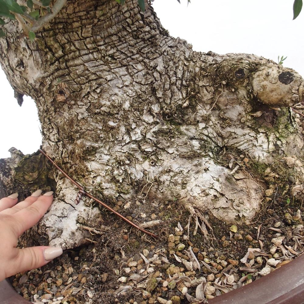 Bonsái de interior - Olea europaea sylvestris