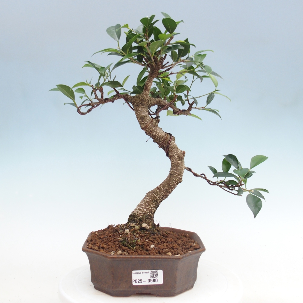 Bonsái de habitación - Ficus retusa - ficus de hoja pequeña