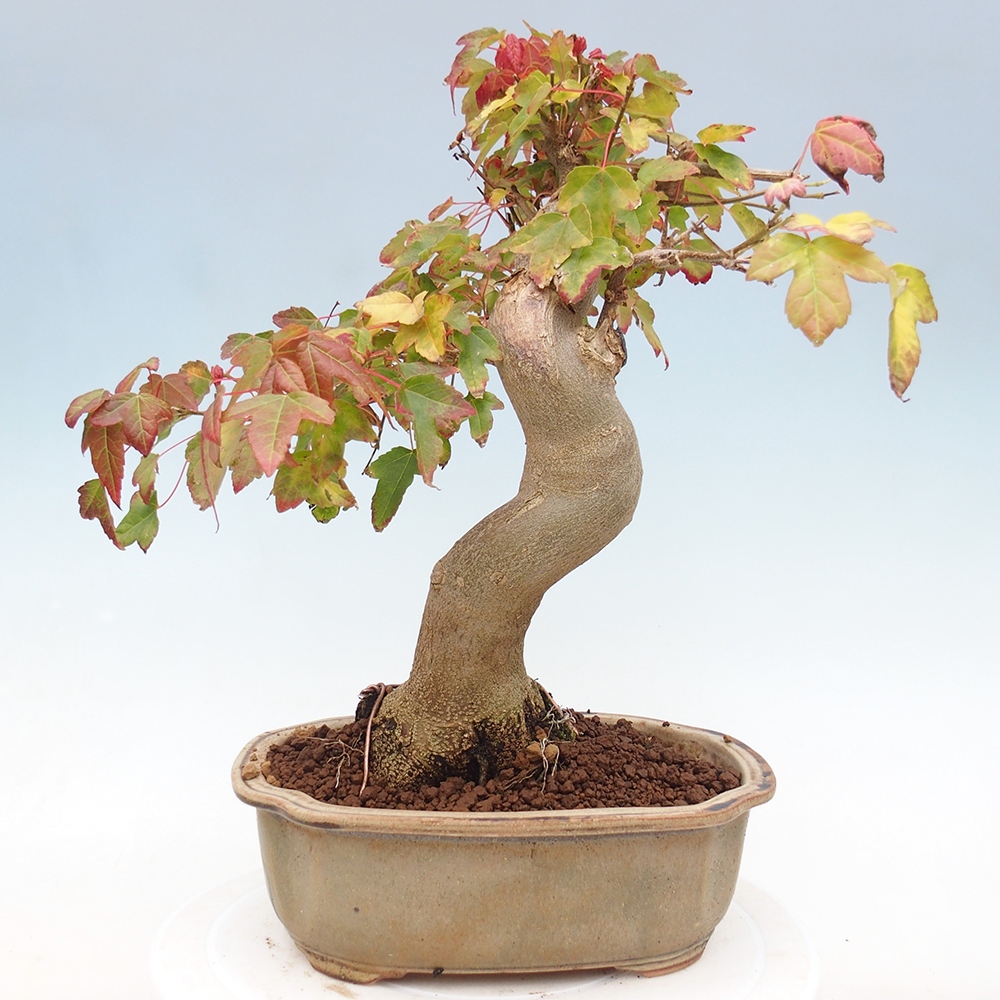 Bonsai de exterior - Acer Buergerianum - Arce hamburgués