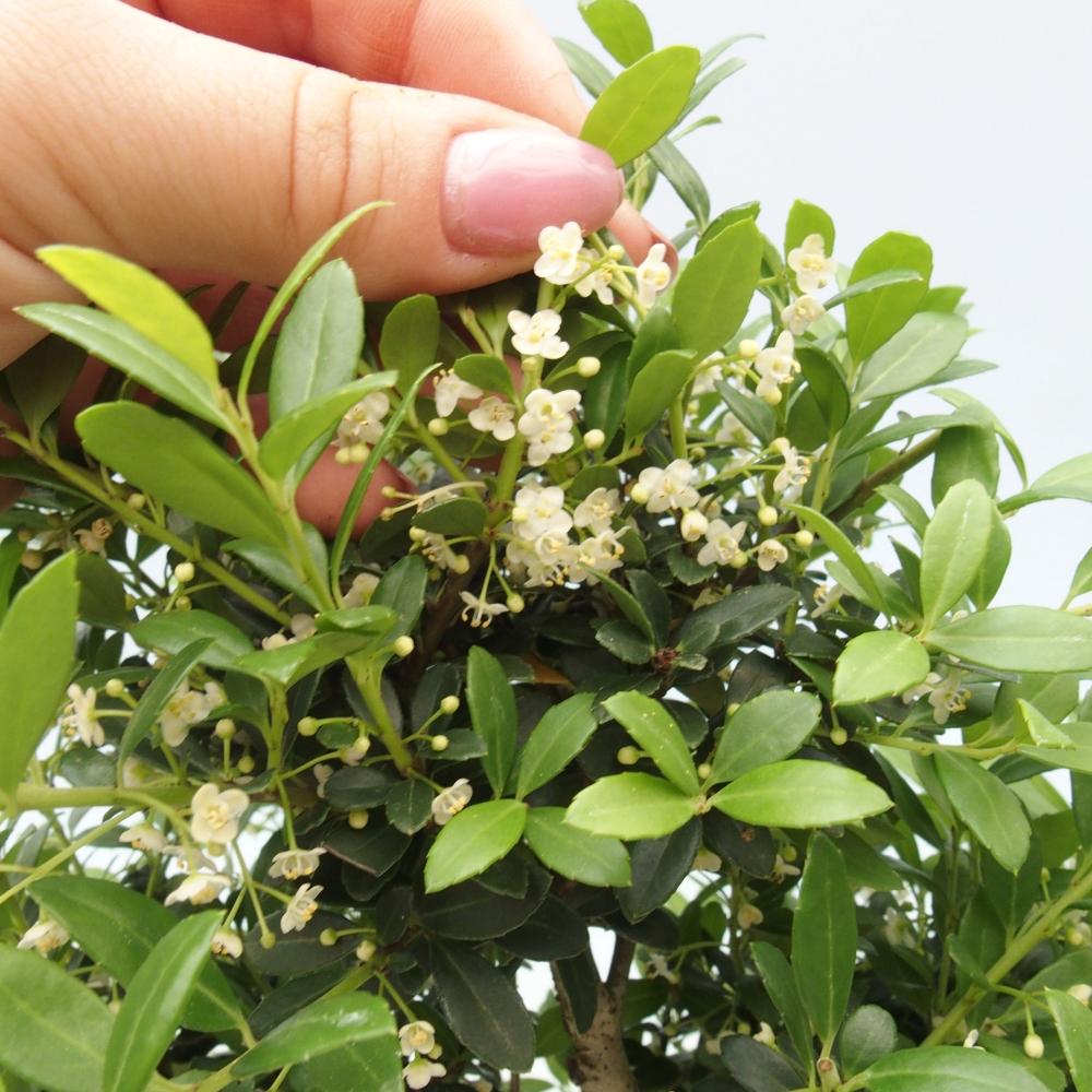 Bonsái de habitación - Ilex crenata - Acebo