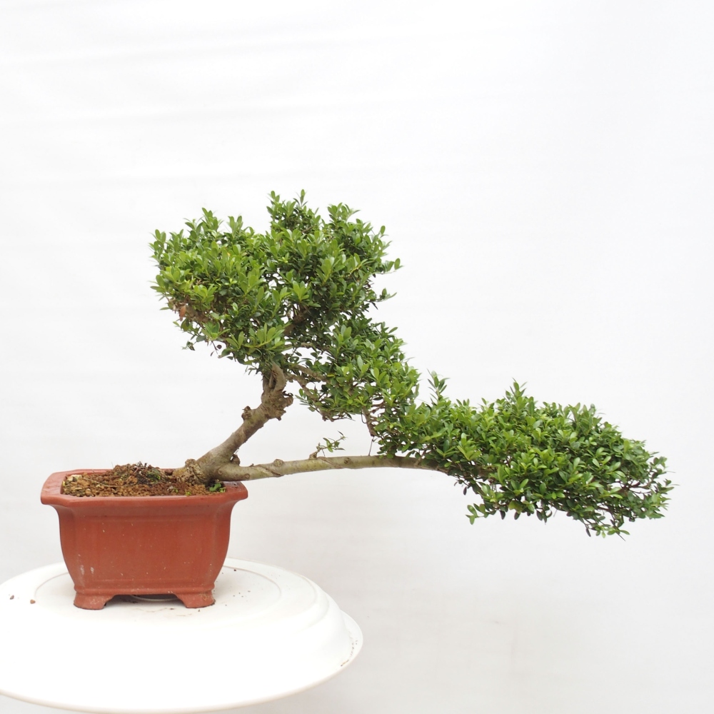 Bonsái de habitación - Ilex crenata - Acebo
