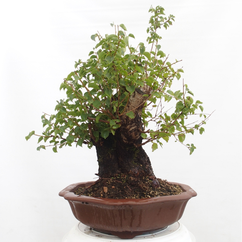 Bonsai de exterior - Mahalebka - Prunus mahaleb