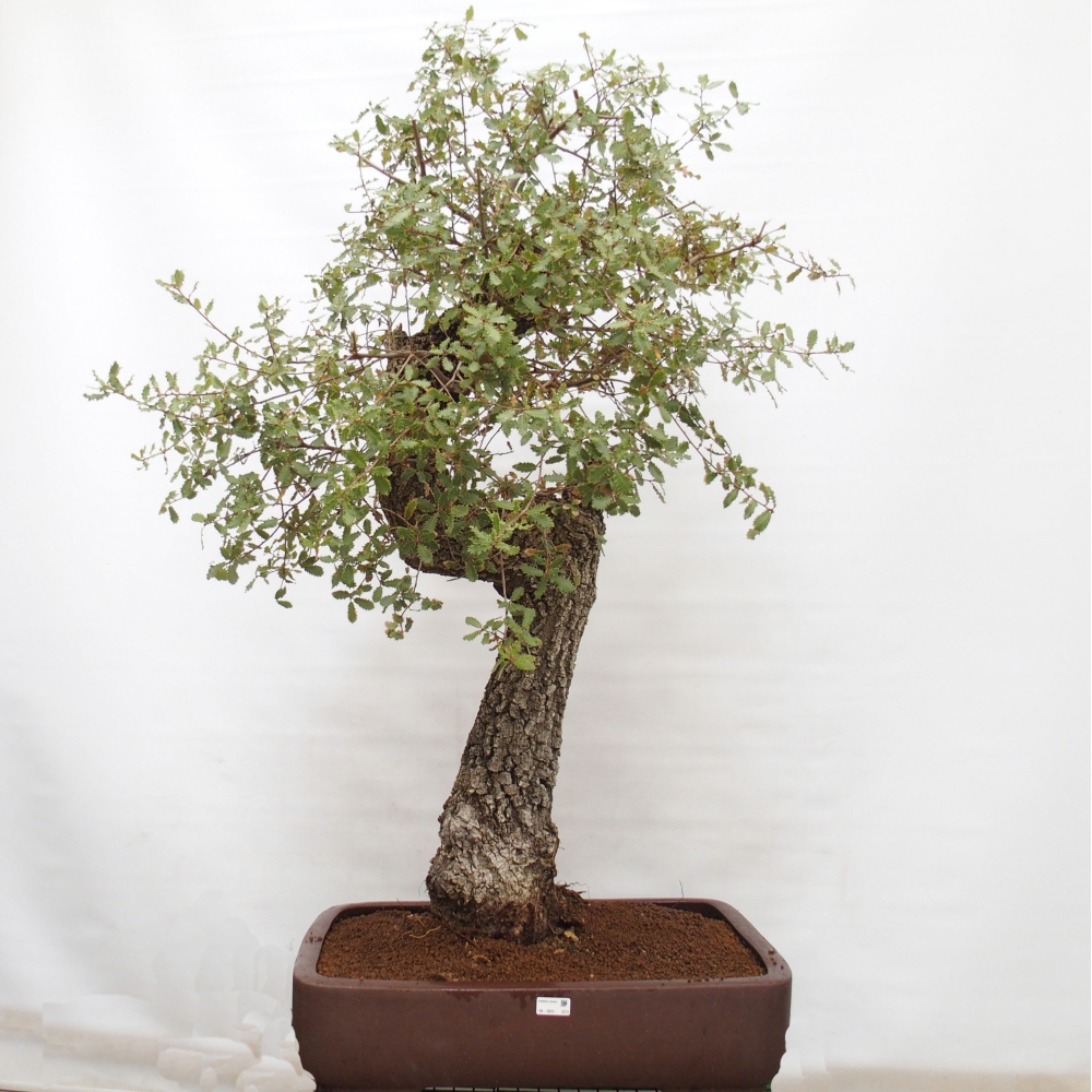 Yamadori - Quercus Ilex - Acebo de encina