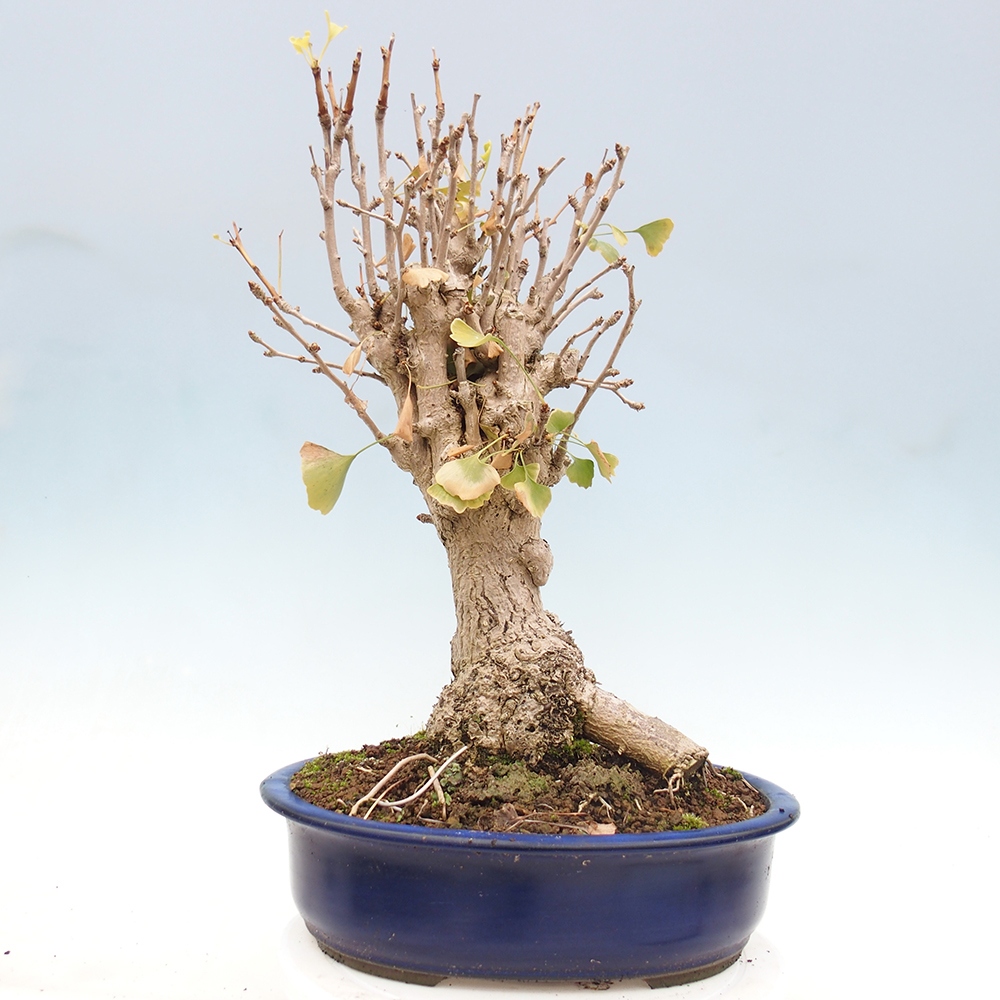 Bonsai de exterior - Ginkgo biloba - Ginkgo biloba