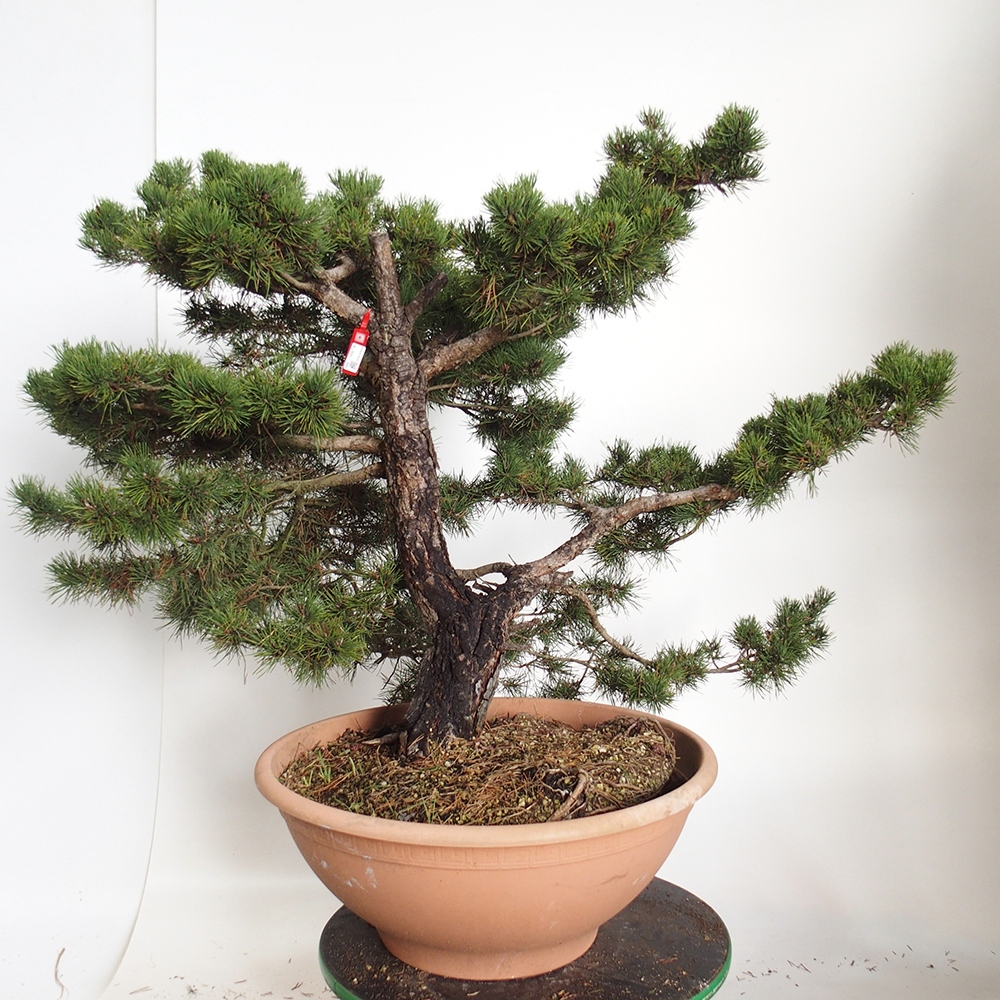 Yamadori - Pinus sylvestris España