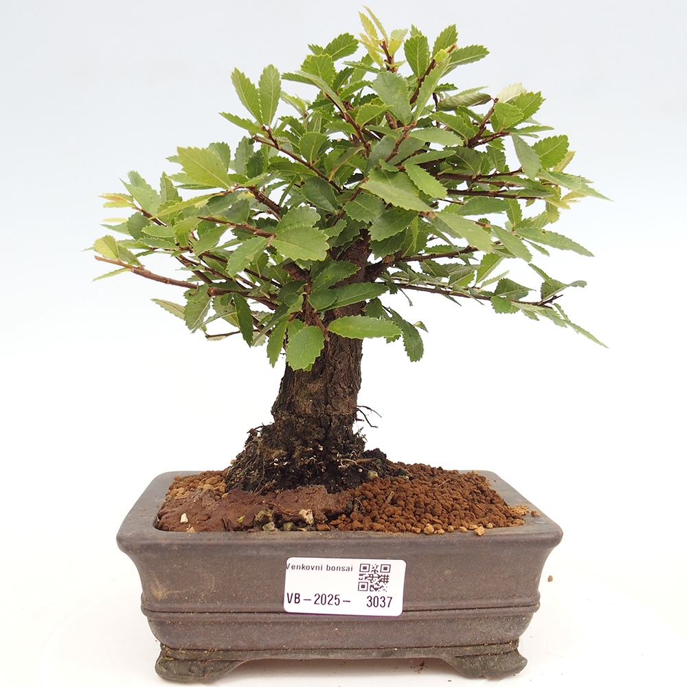 Bonsai de exterior - Zelkova - Zelkova NIRE