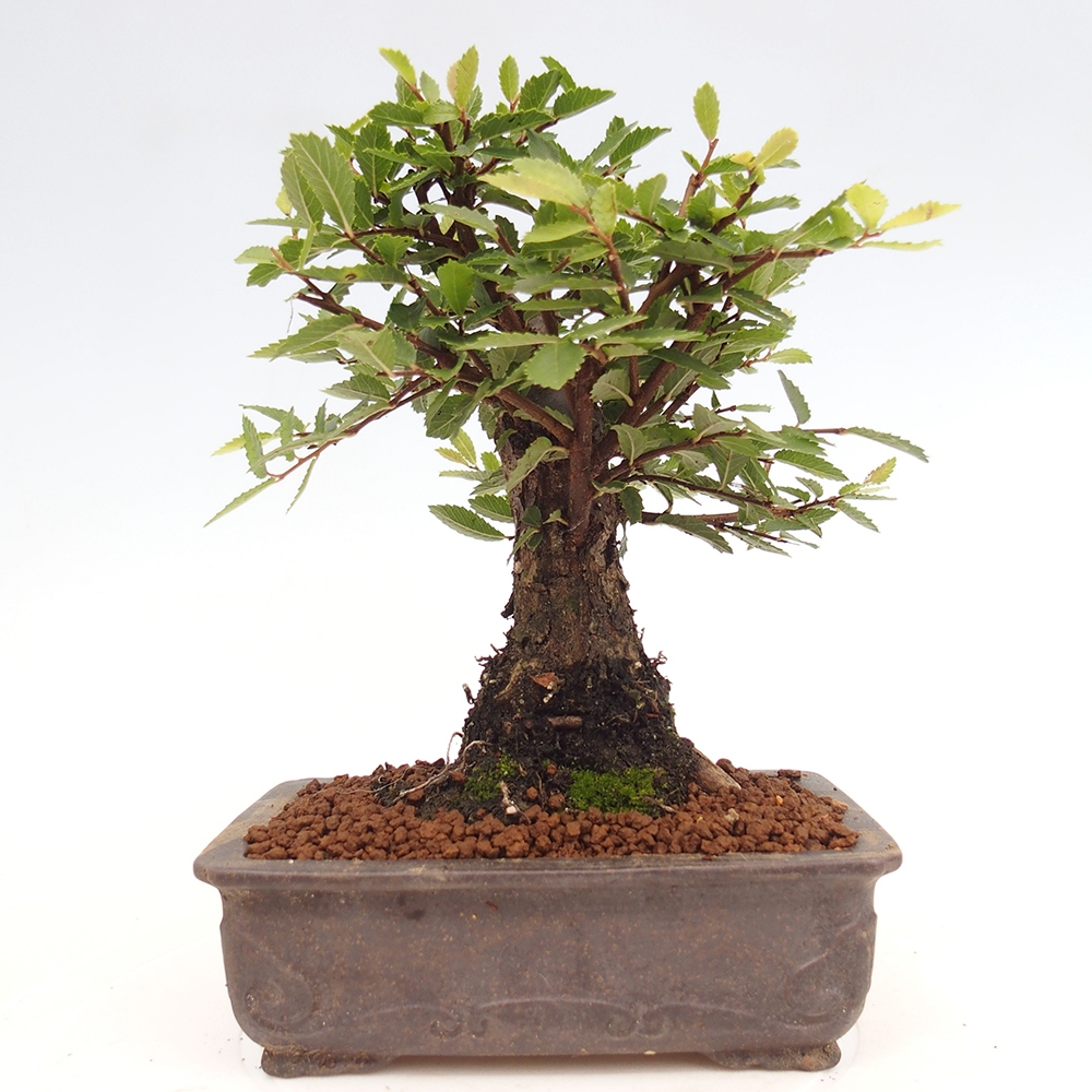Bonsai de exterior - Zelkova - Zelkova NIRE