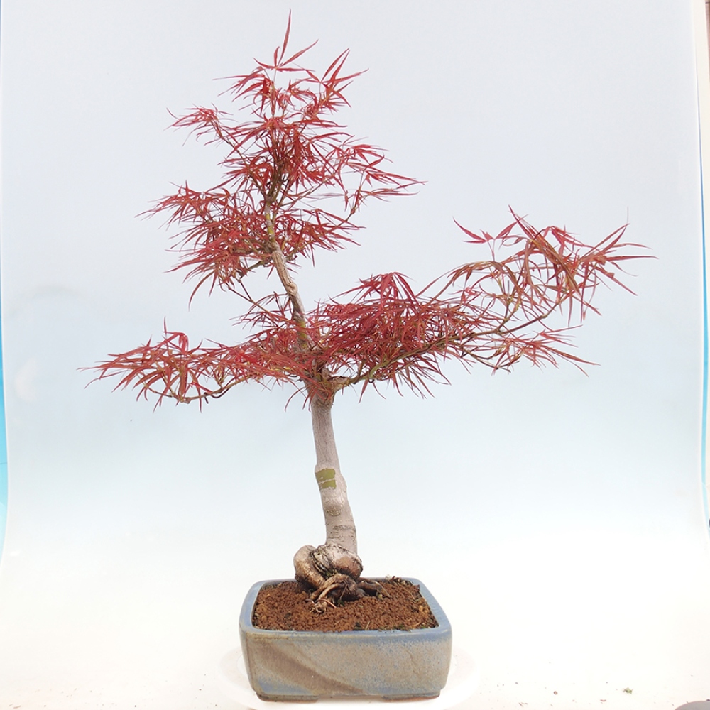 Bonsái de exterior - Acer palmatum RED PYGMY