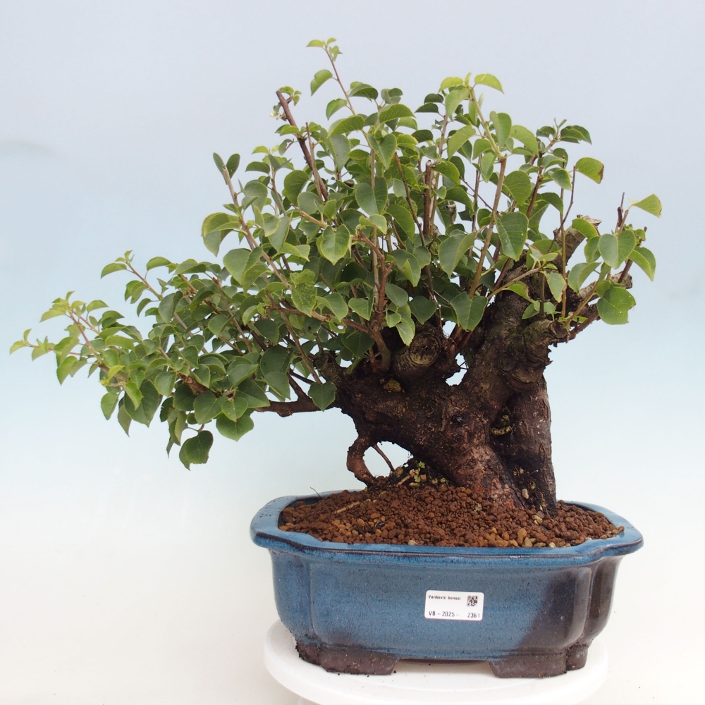 Bonsai de exterior - Mahalebka - Prunus mahaleb