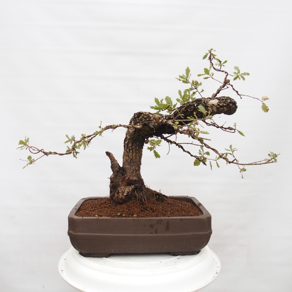 Yamadori - Quercus Ilex - Acebo de encina