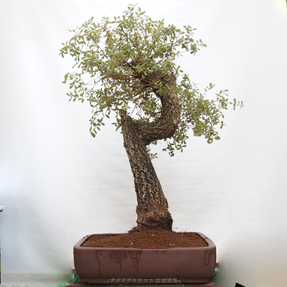 Yamadori - Quercus Ilex - Acebo de encina