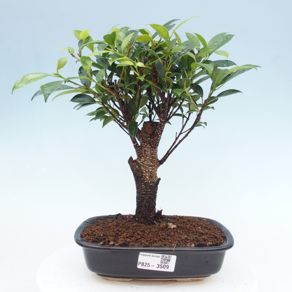 Bonsái de habitación - Ficus retusa - ficus de hoja pequeña