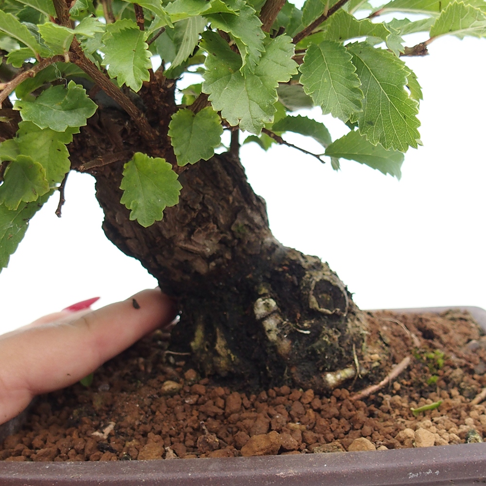 Bonsai de exterior - Zelkova - Zelkova NIRE